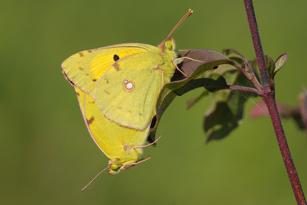 Goldene Acht Paar