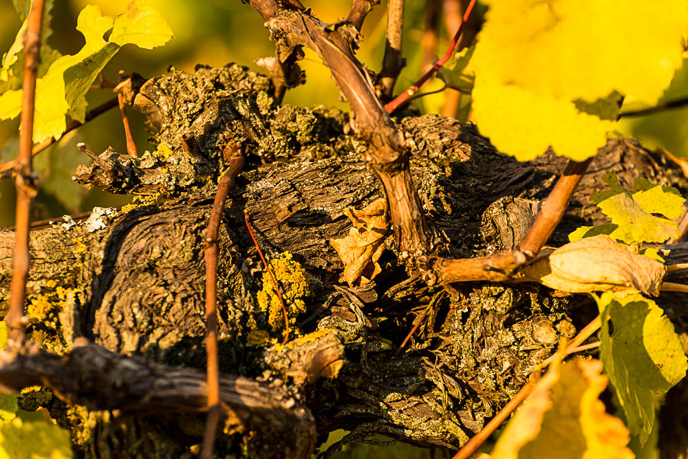 Goldener Herbst 2