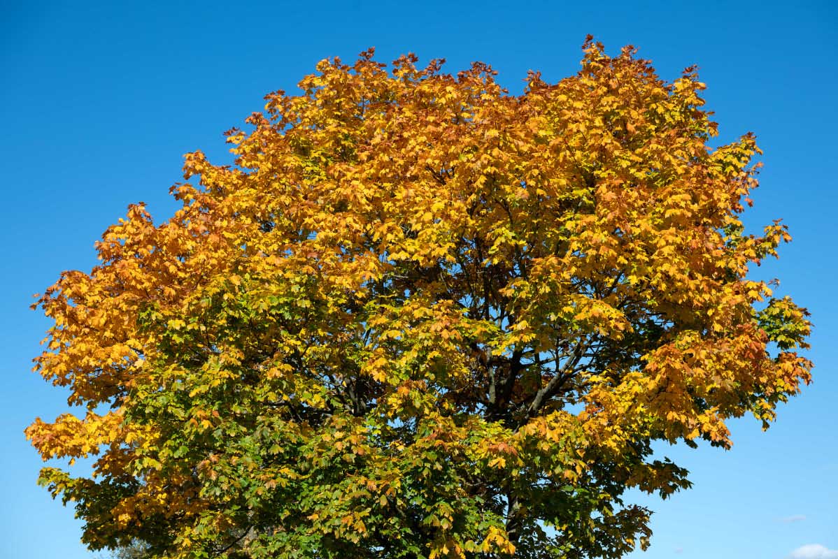 Goldener Oktober 1.jpg
