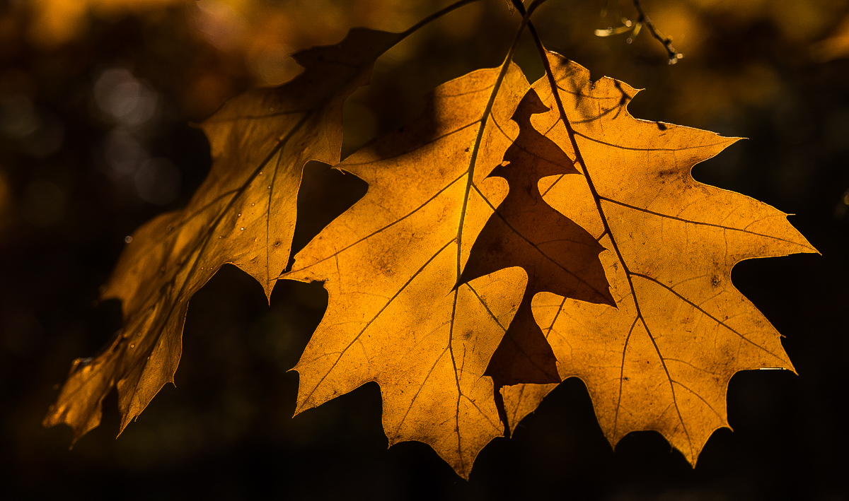 goldener Oktober 2 (1 von 1).JPG