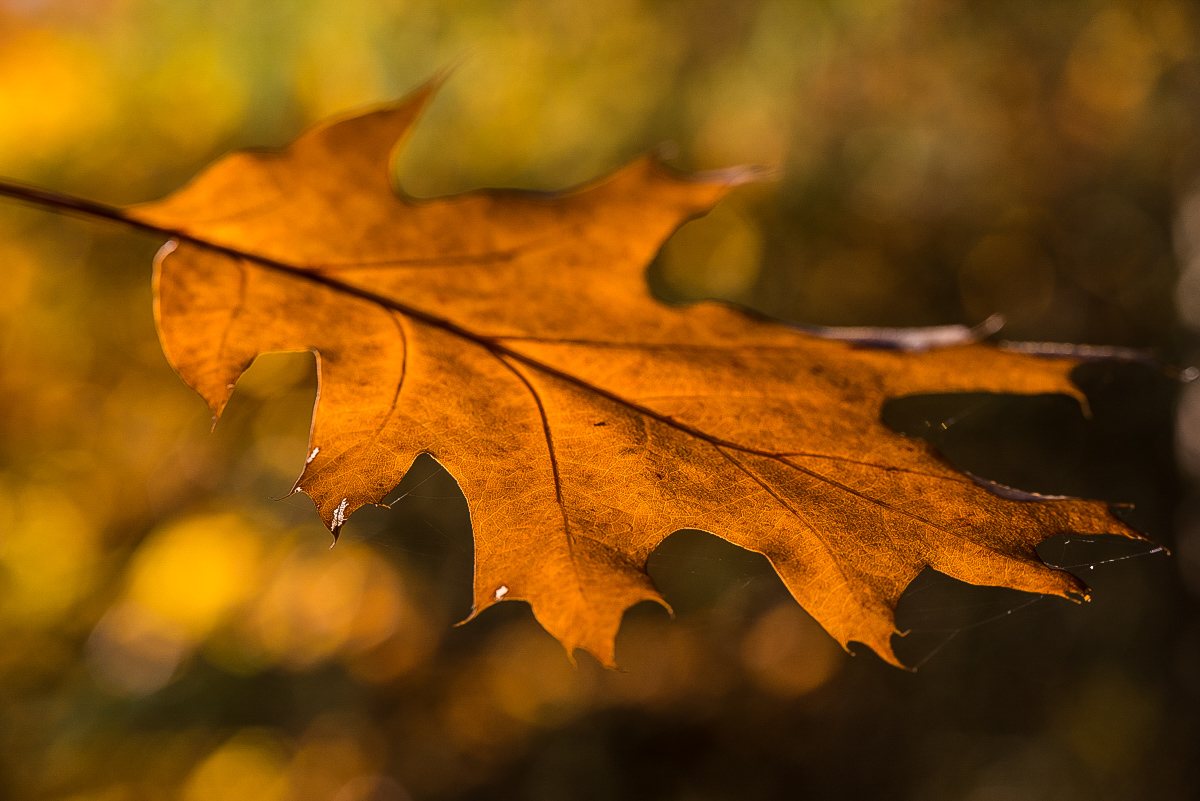 goldener Oktober 3 (1 von 1).JPG