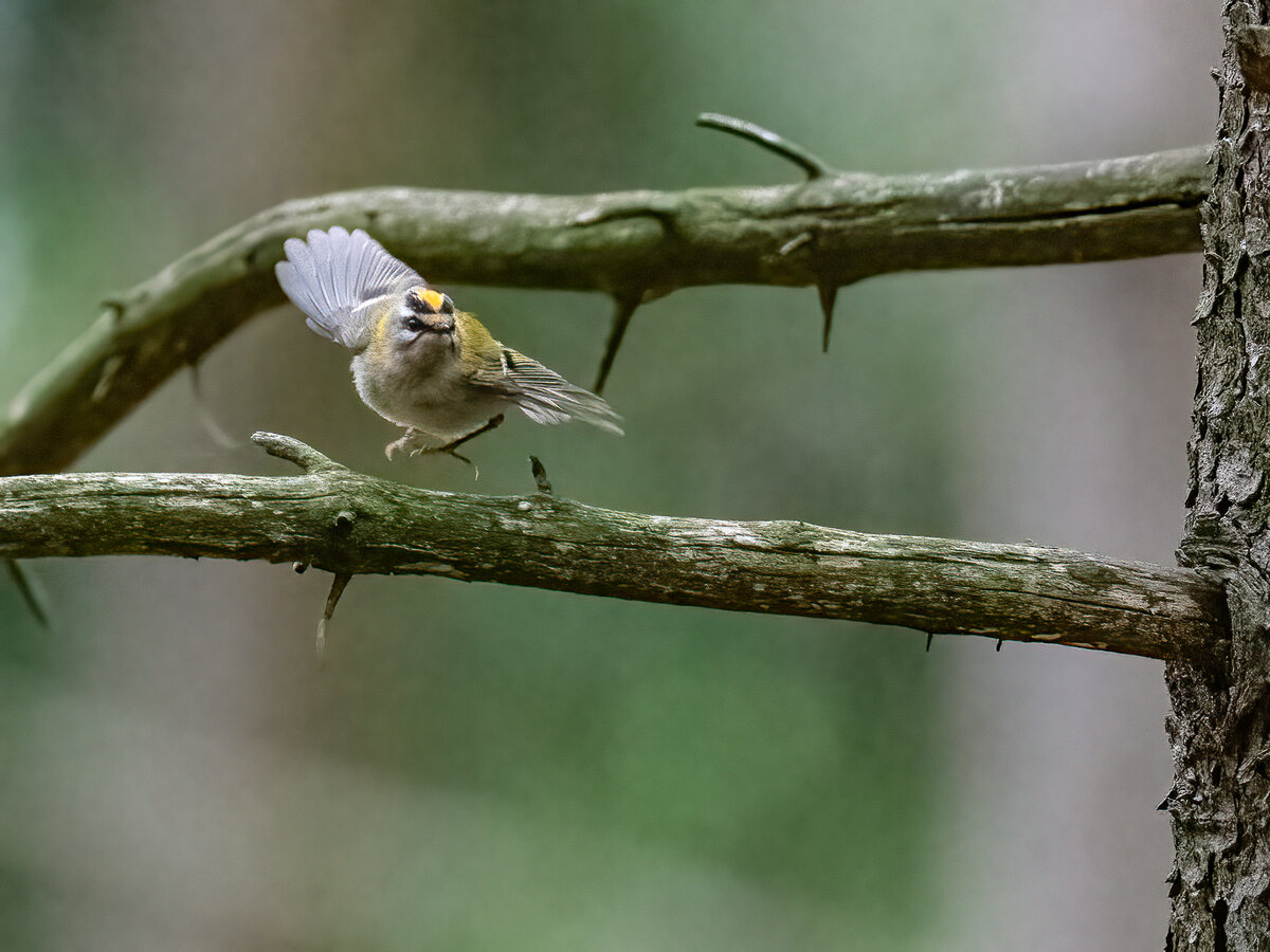 Goldhähnchen Abflug.jpg
