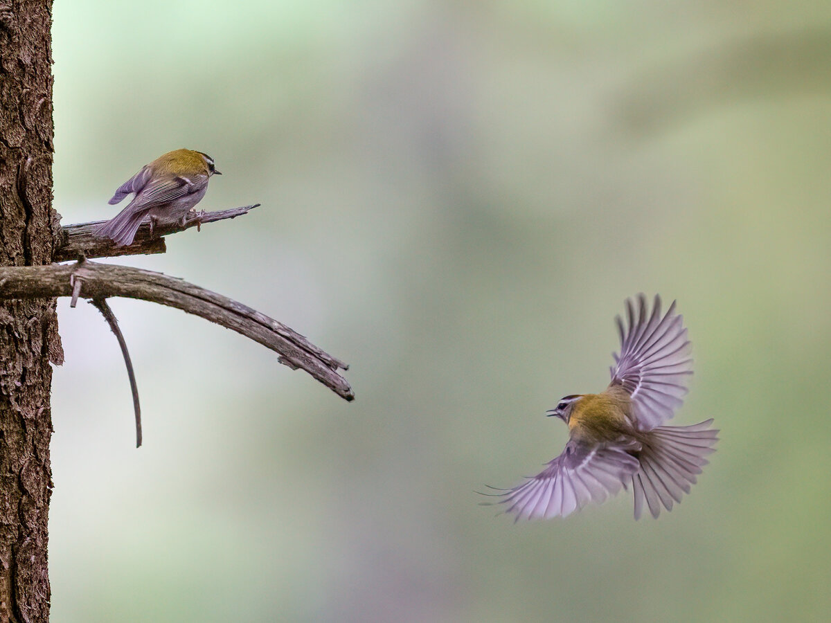 Goldhähnchen Pärchen Flug.jpg