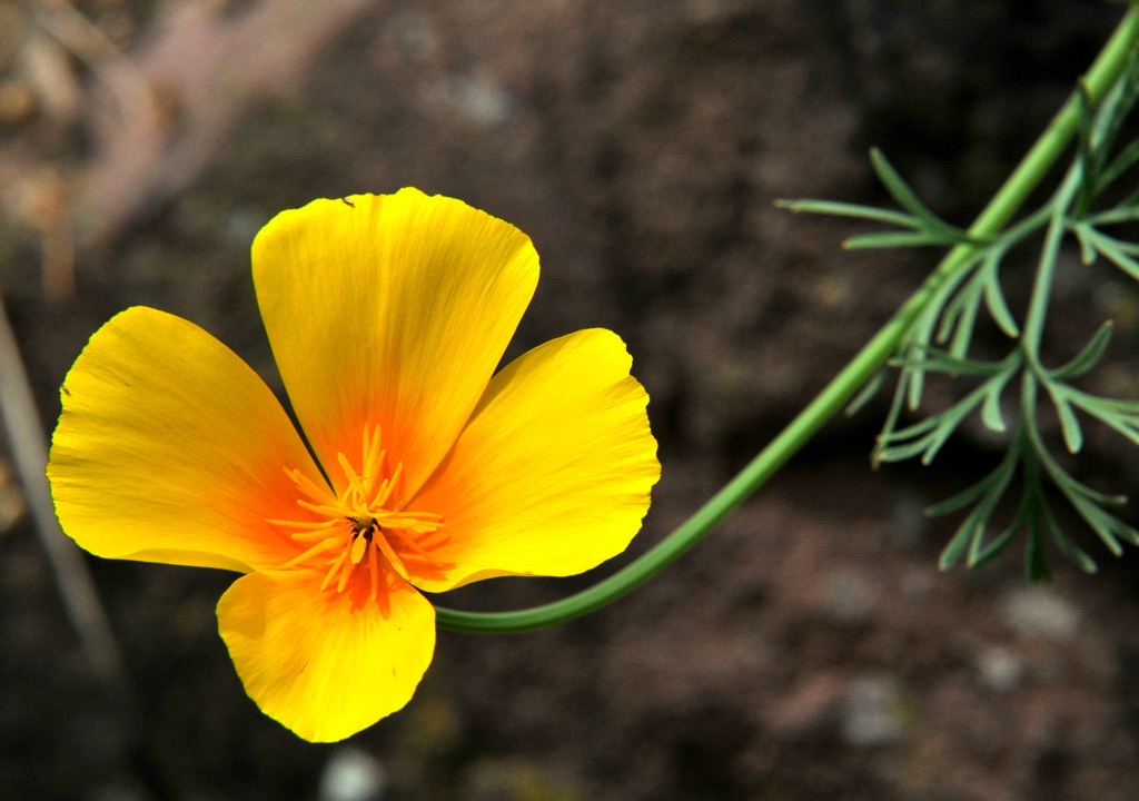 Goldmohn