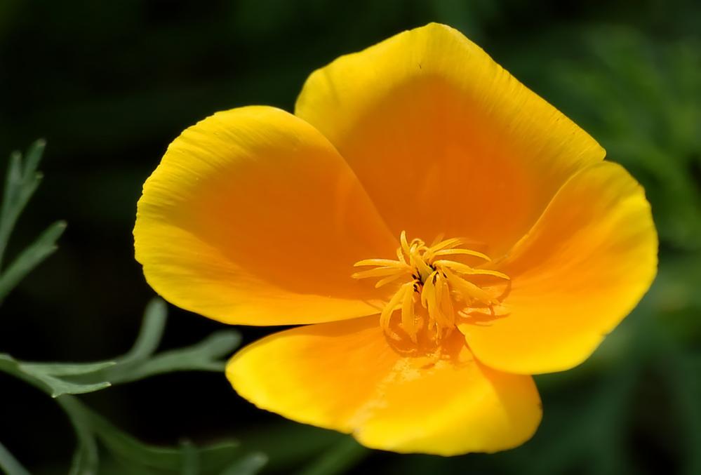 Goldmohn