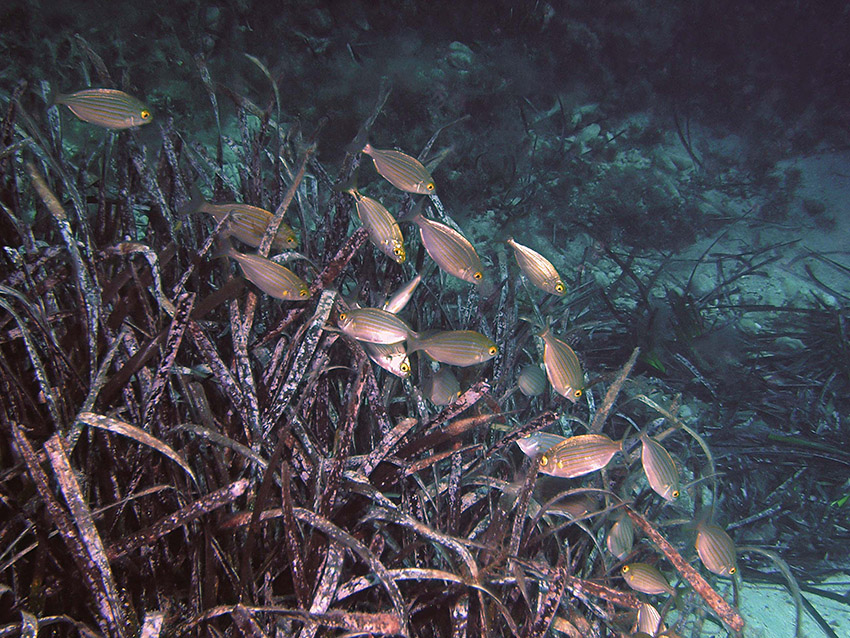 Goldstriemen, Mallorca, Cala Sa Nau