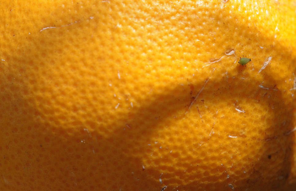 gomera 0002
Makro mit nettem Farbkontrast und niedlichem Detail. Irgendwie mag ich das Bild einfach...
