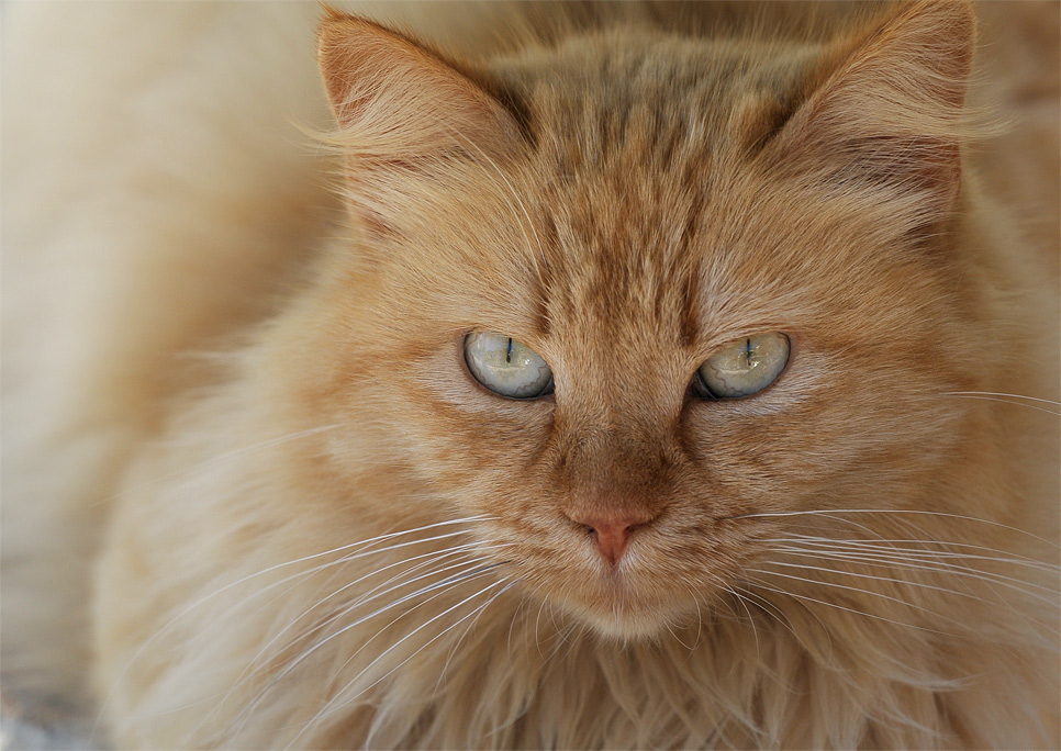 gomera 0006
An den Katzen kommt auf La Gomera nicht vorbei. Irgendwie gucken sie einen immer so ein wenig missgünstig an.