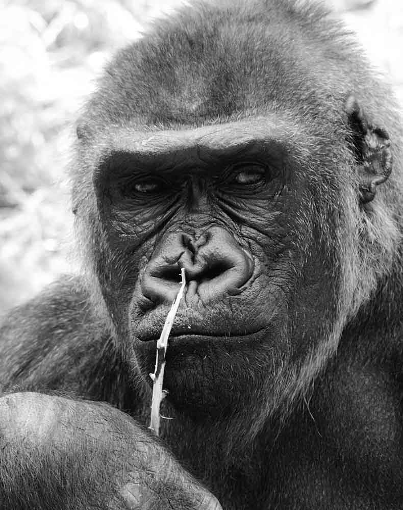 Gorilla DSC 0103