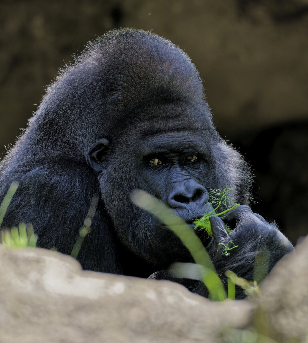 Gorilla I.jpg
