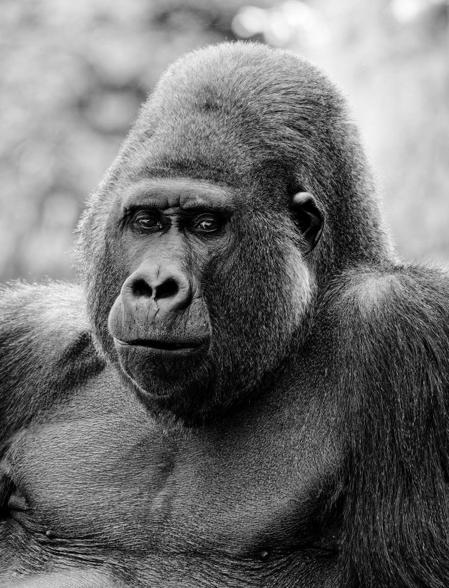 Gorilla II.jpg