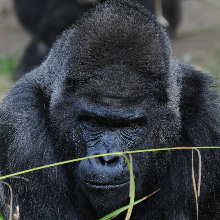 Gorilla
Tiergarten Nürnberg