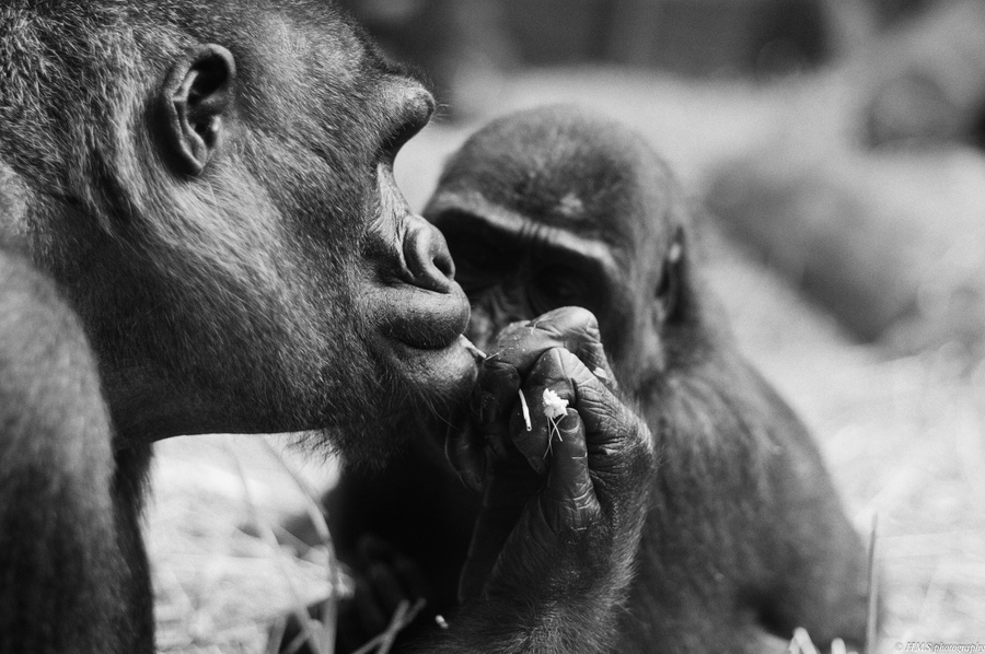 Gorilla - Zoo Zürich