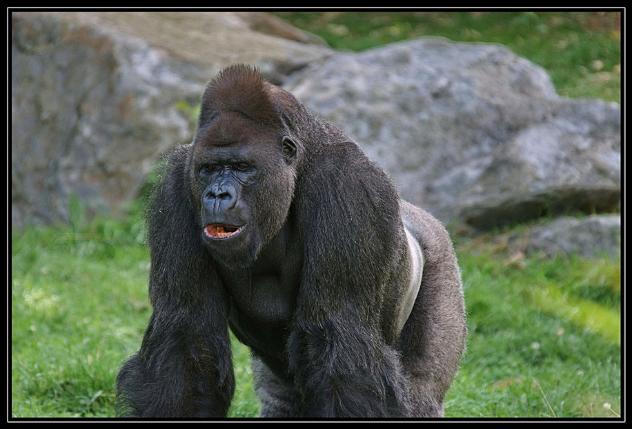 Gorilla