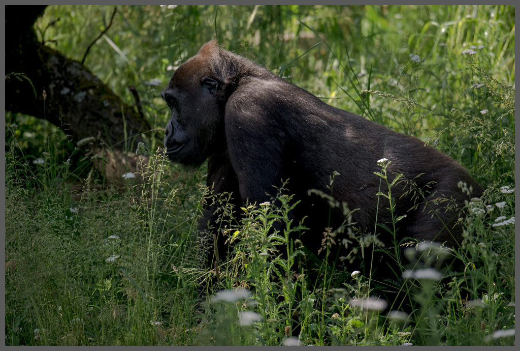 Gorilla002