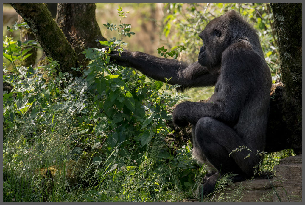 Gorilla004