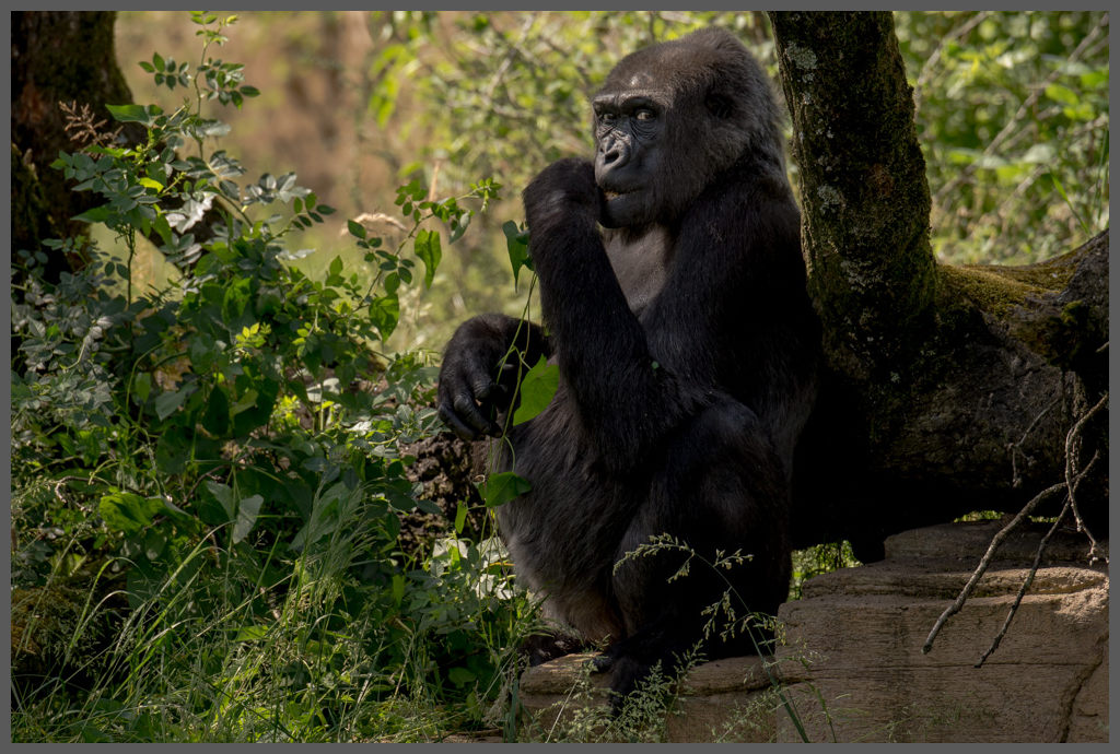 Gorilla005