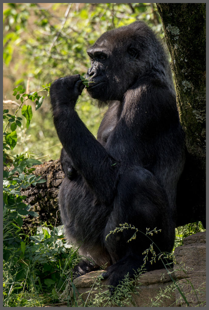Gorilla007