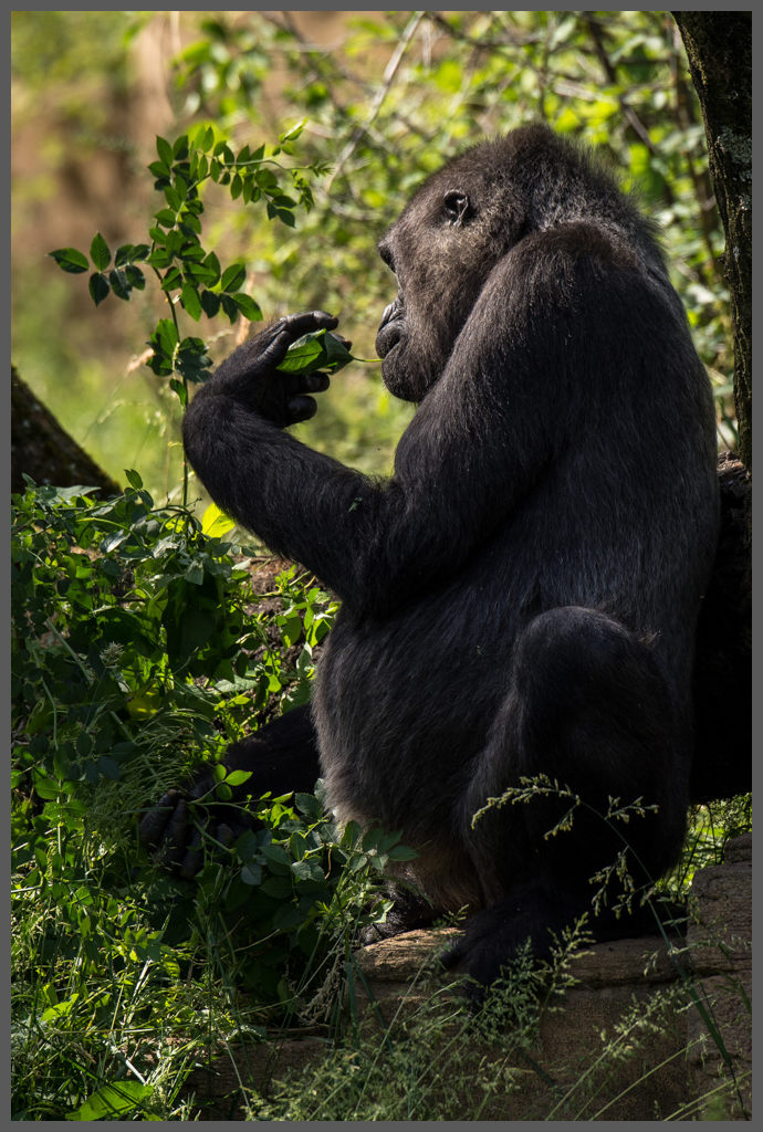 Gorilla009