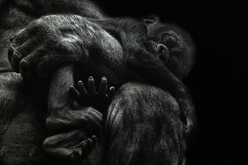 Gorillababy im Mamas Arm