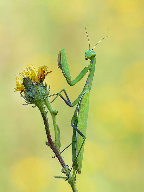 Gottesanbeterin (Mantis religiosa)