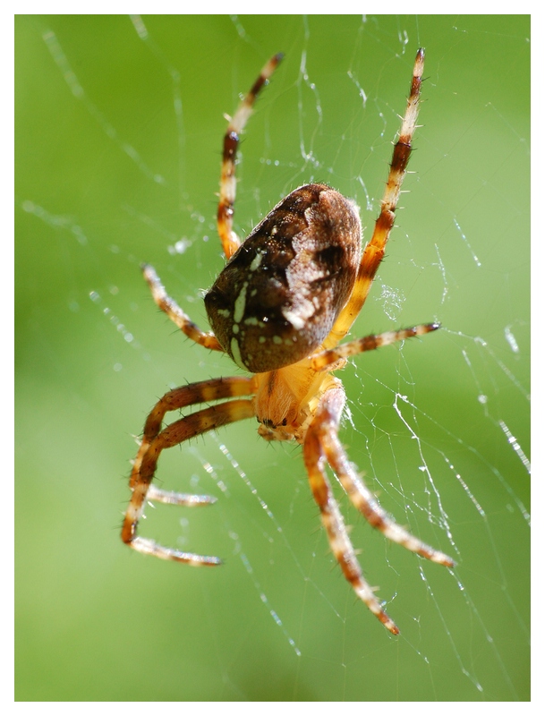 (Grün-)Spinne