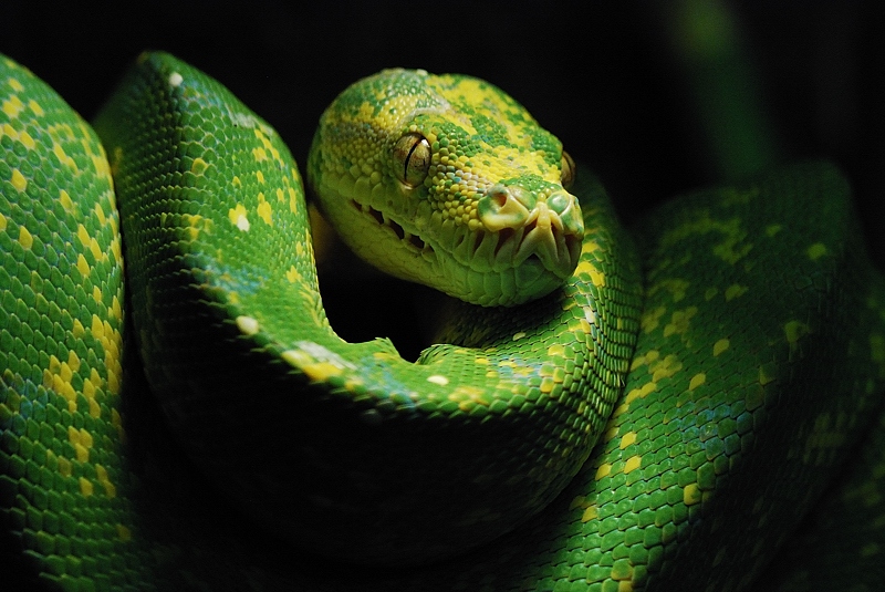 grüne Baumpython

Zoo Wuppertal