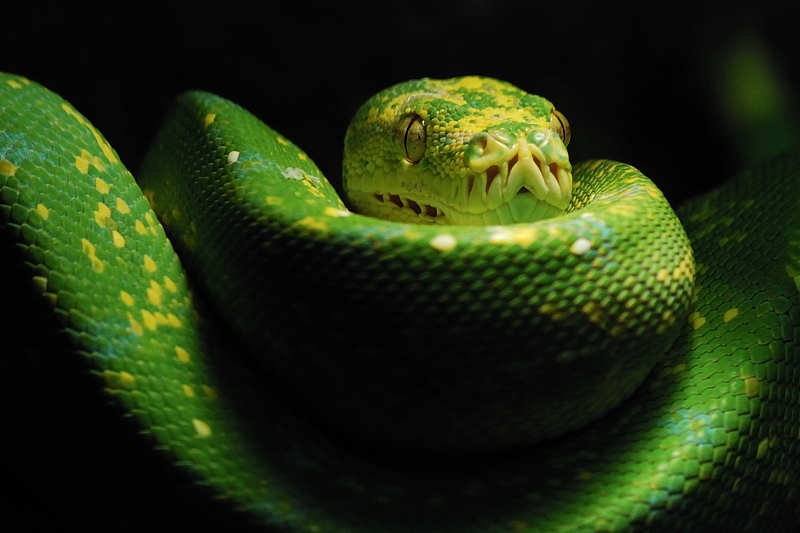 grüne Baumpython

Zoo Wuppertal