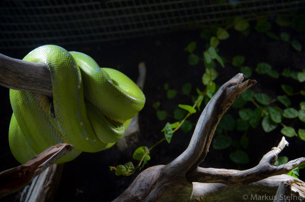 Grüne Baumviper im Haus des Meeres Wien