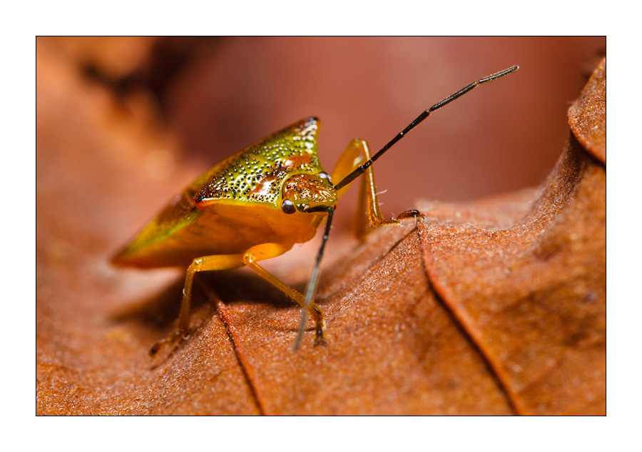 Grüne Stinkwanze (Palomena prasina)