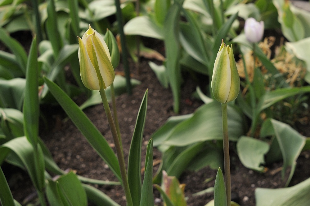 grüne Tulpen GN45 Auto MIB1893
