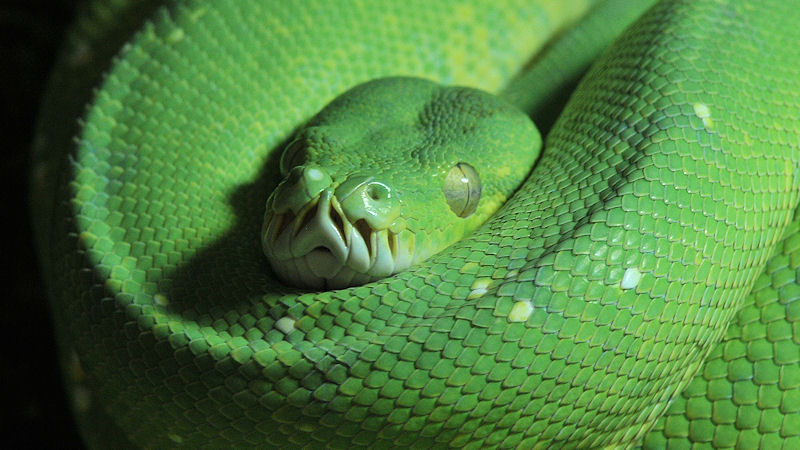 Grüner Baumpython
Reptilium Landau
(8127)