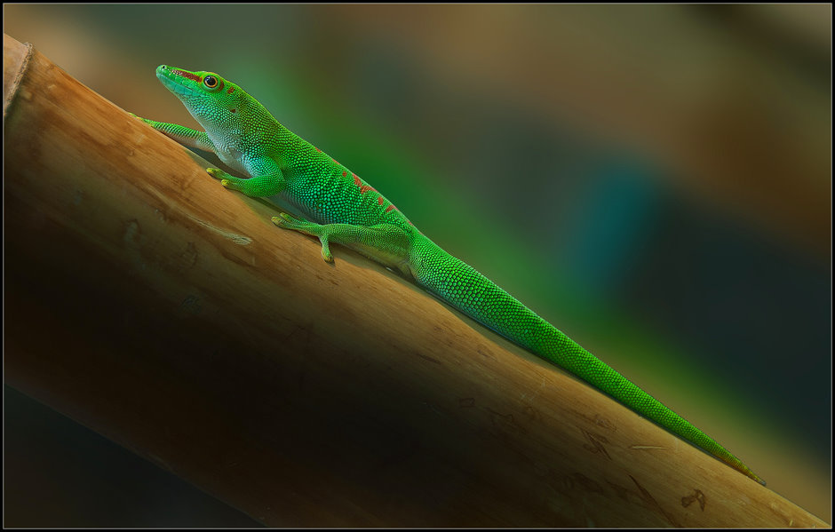 grüner Gecko