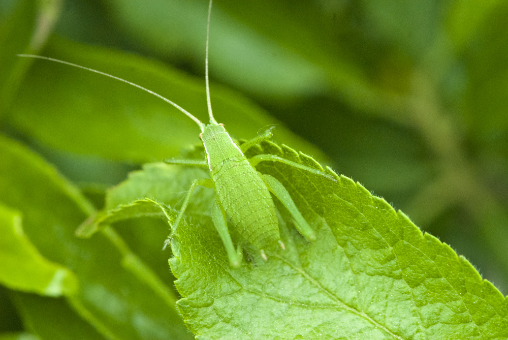 Grüner Heuschreck Rumänien 2