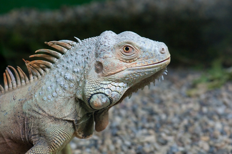 Grüner Leguan Reptilienzoo Obertraubling