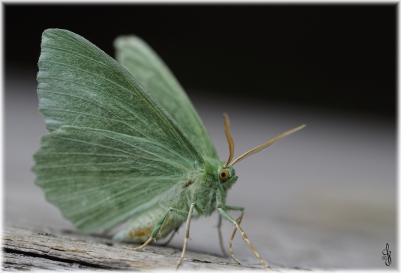 Grünes Blatt