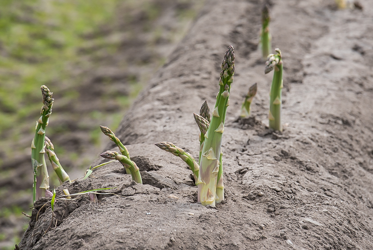 Grünspargel (1 von 1).JPG