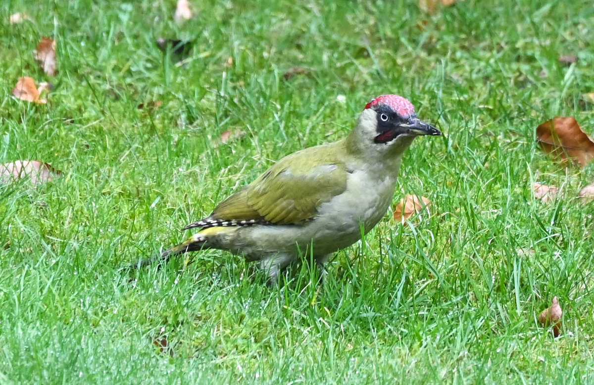 Grünspecht 03.jpg