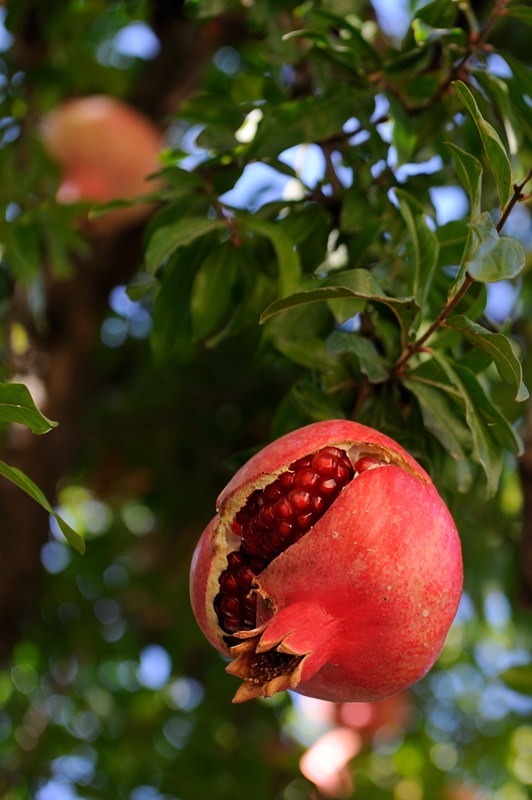 Granatapfel