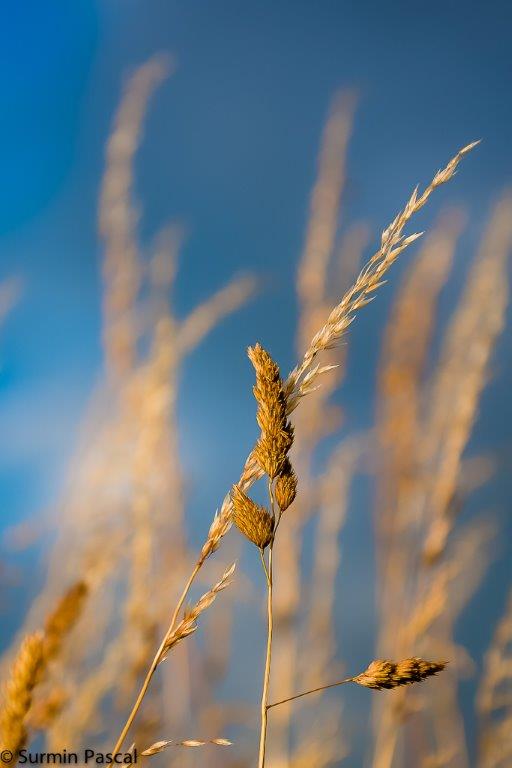 Gras 2