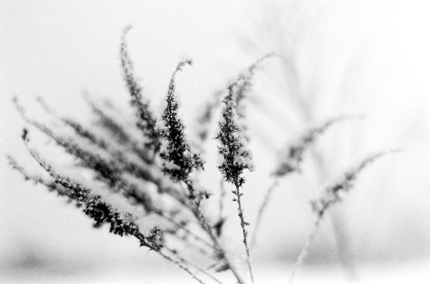 Gras 2