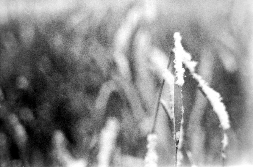 Gras 3