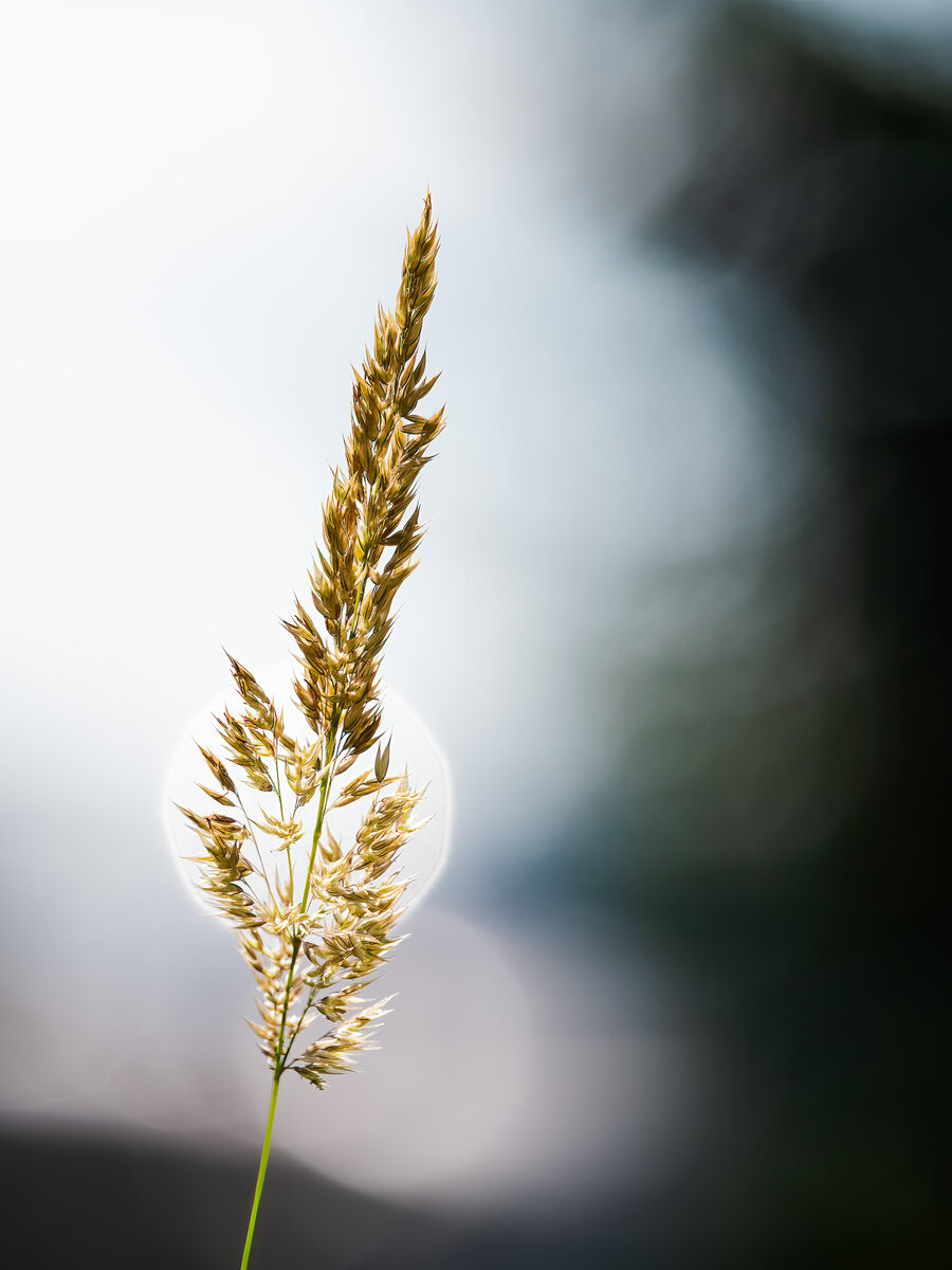 Gras im Gegenlicht.jpg