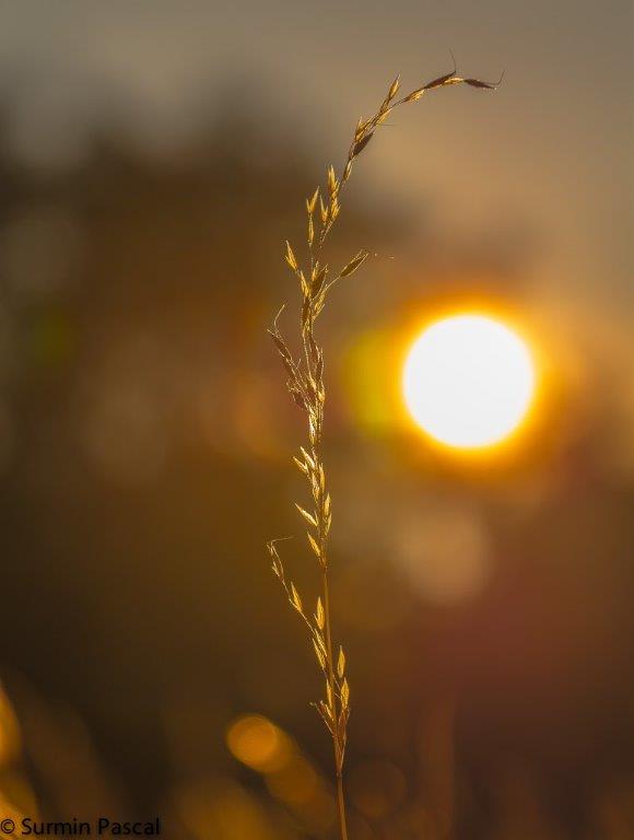 Gras Sonne