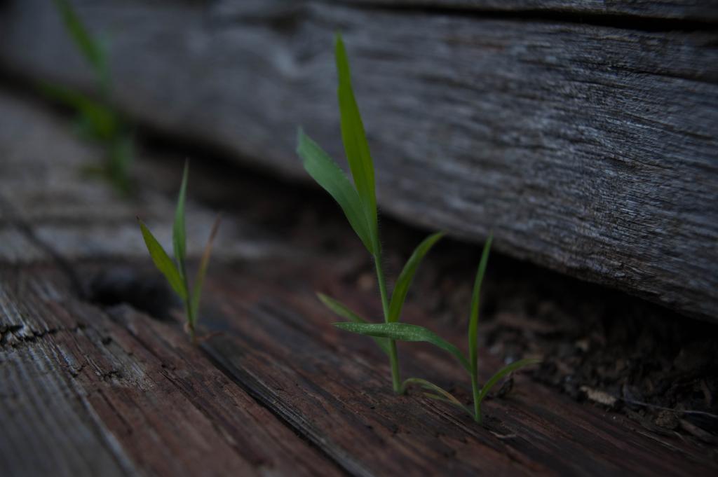 Gras