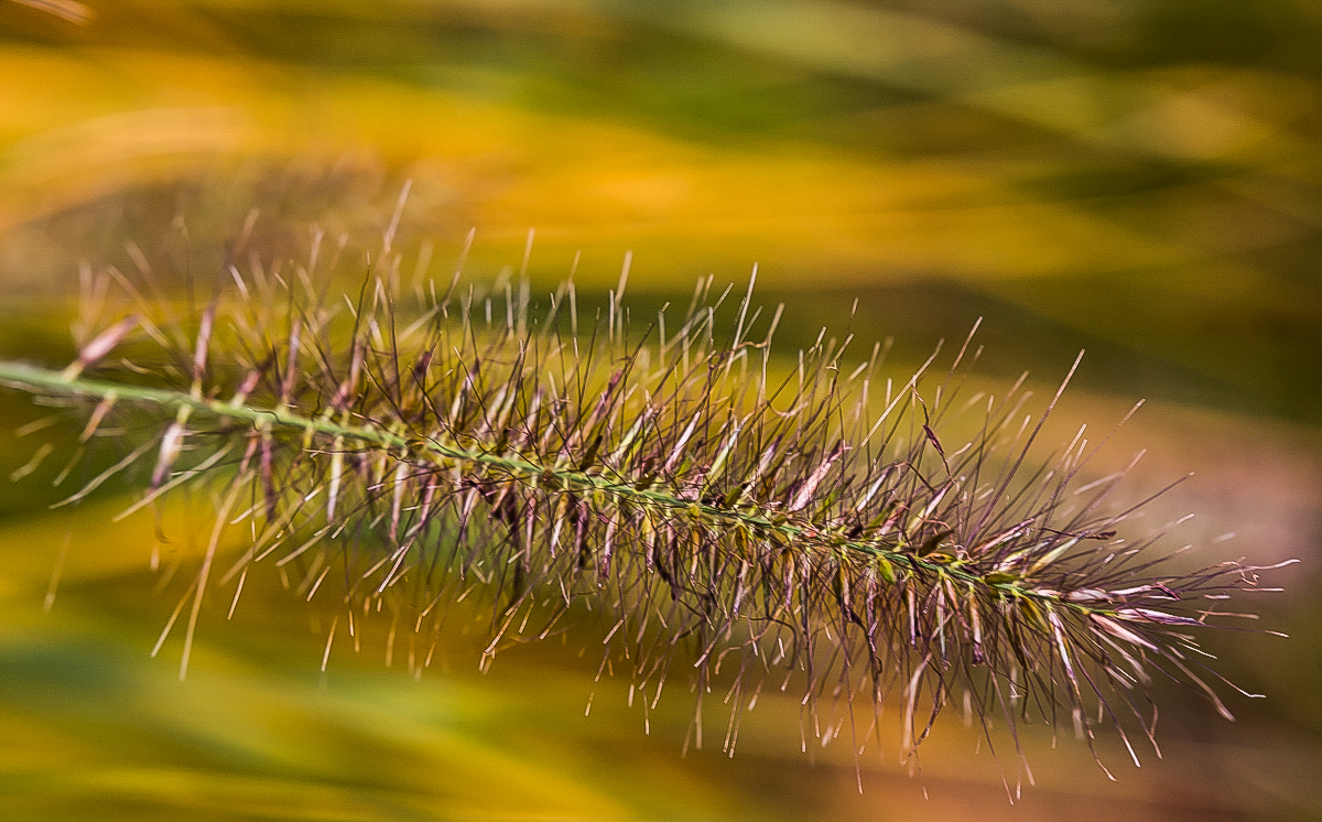 Grasblüte (1 von 1).JPG