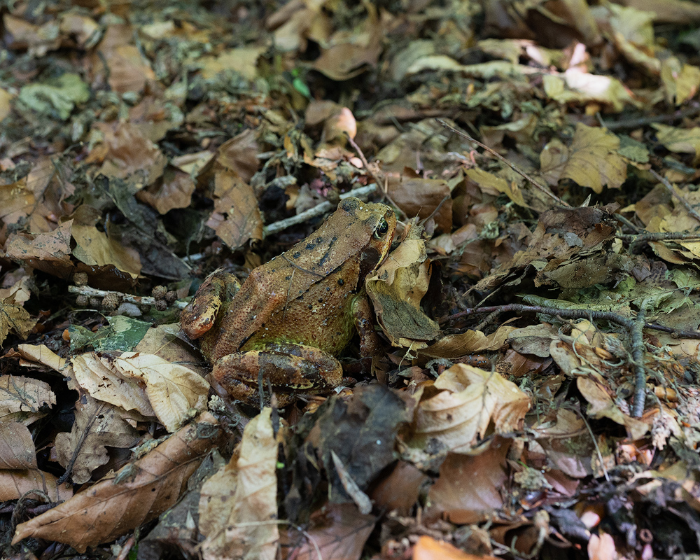 Grasfrosch.jpg