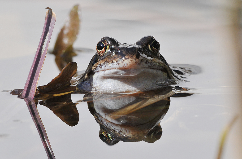 Grasfrosch