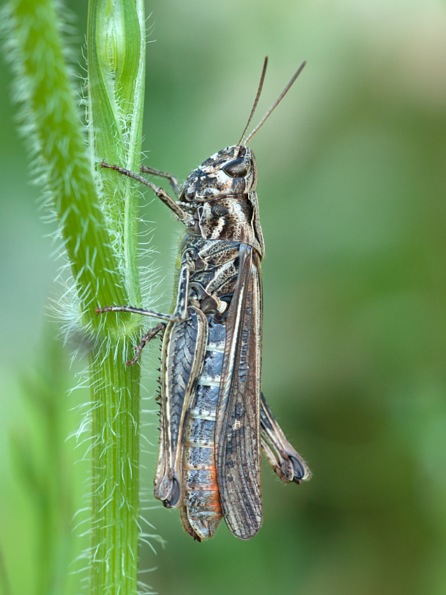 Grashüpfer Bunter 2012 06 30 01