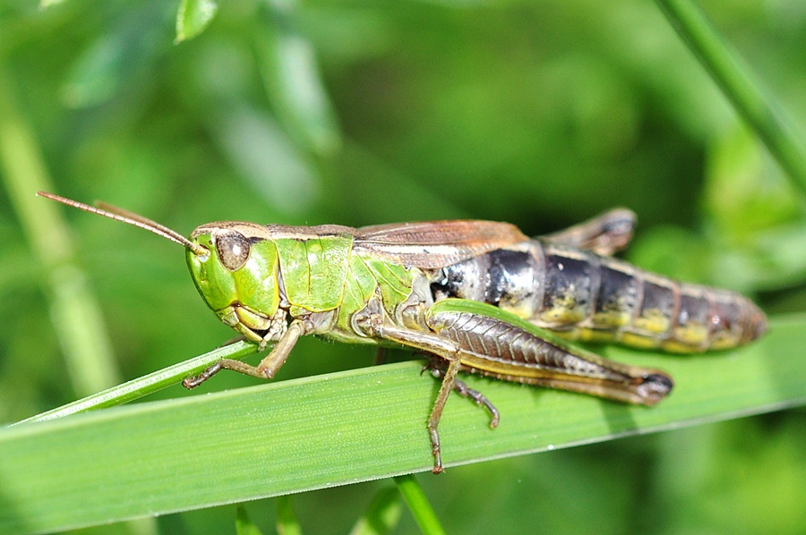 Grashüpfer frisst